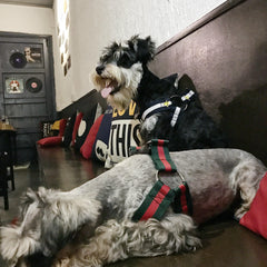 Trendy Pet Harness and Leash for Dogs of All Sizes